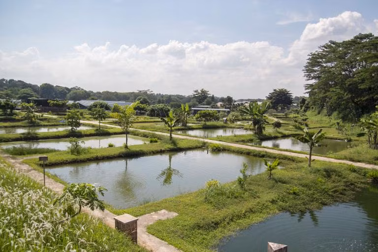 Với mức giá bán trung bình 3000 đô la/con, nhiều trang trại nuôi cá rồng thu về hàng triệu đô la mỗi năm.