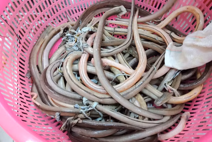 Có nhiều cách chế biến cá nhệch nhưng ngon nhất là gỏi cá. Để chế biến gỏi cá nhệch, người làm phải thực hiện hàng loạt khâu chế biến kỳ công. Ảnh: Dân Việt