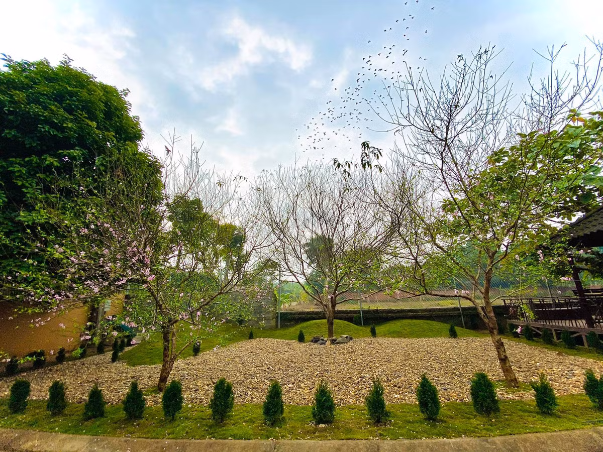 Ngoài cây ăn trái, nghệ sĩ Việt Hoàn còn trồng rất nhiều hoa. Ảnh: Vietnamnet