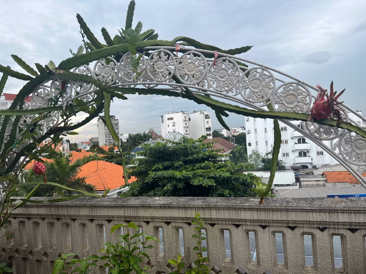 Mới đây, trên trang cá nhân, Hoa hậu Giáng My khoe thành quả bội thu thanh long, quất, rau, bầu, hoa.
