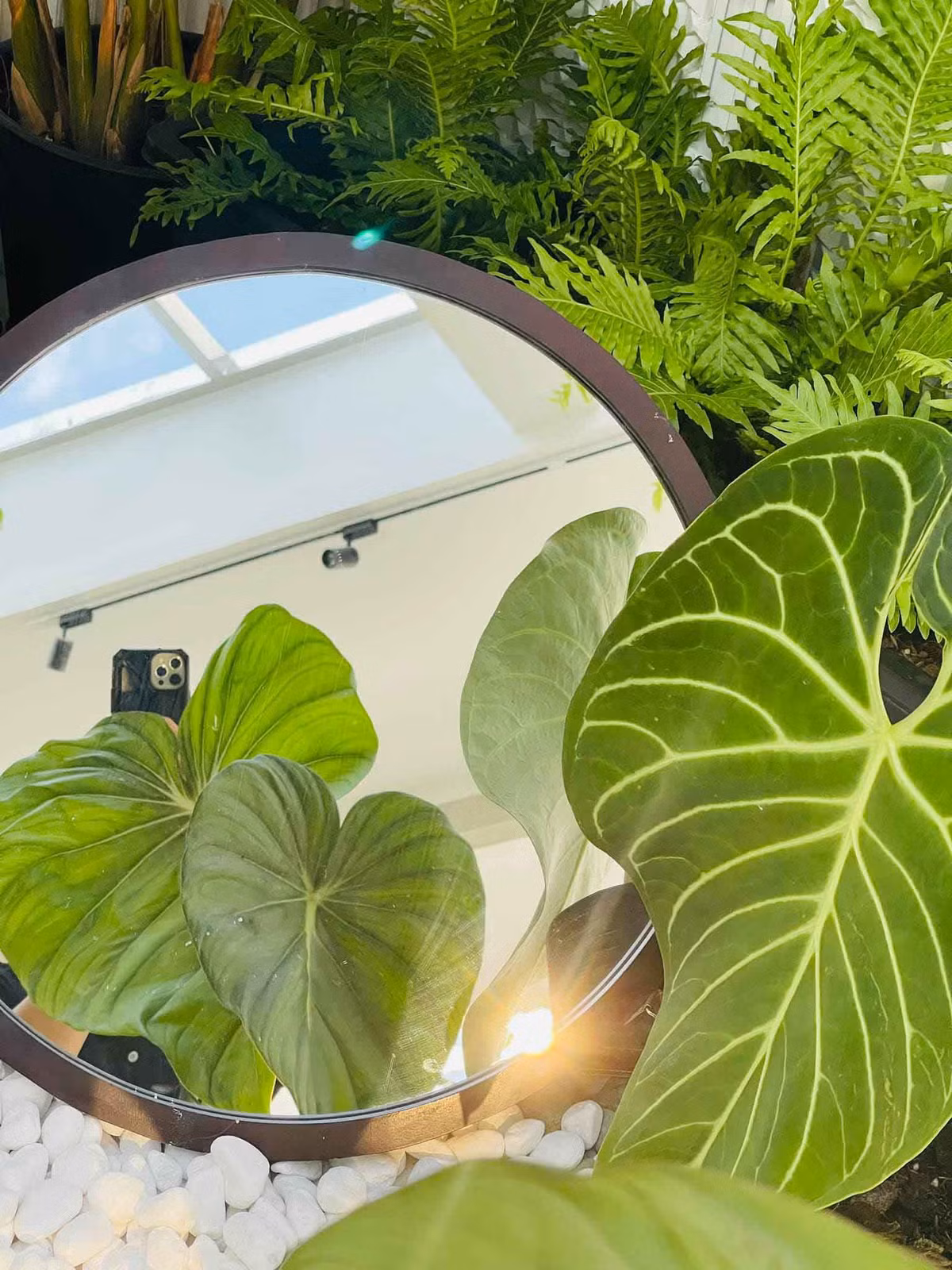 Chỉ tính riêng cây, Phan Hiển đã đầu tư khoảng vài trăm triệu. Ngoài ra, còn rất nhiều chi phí khác.