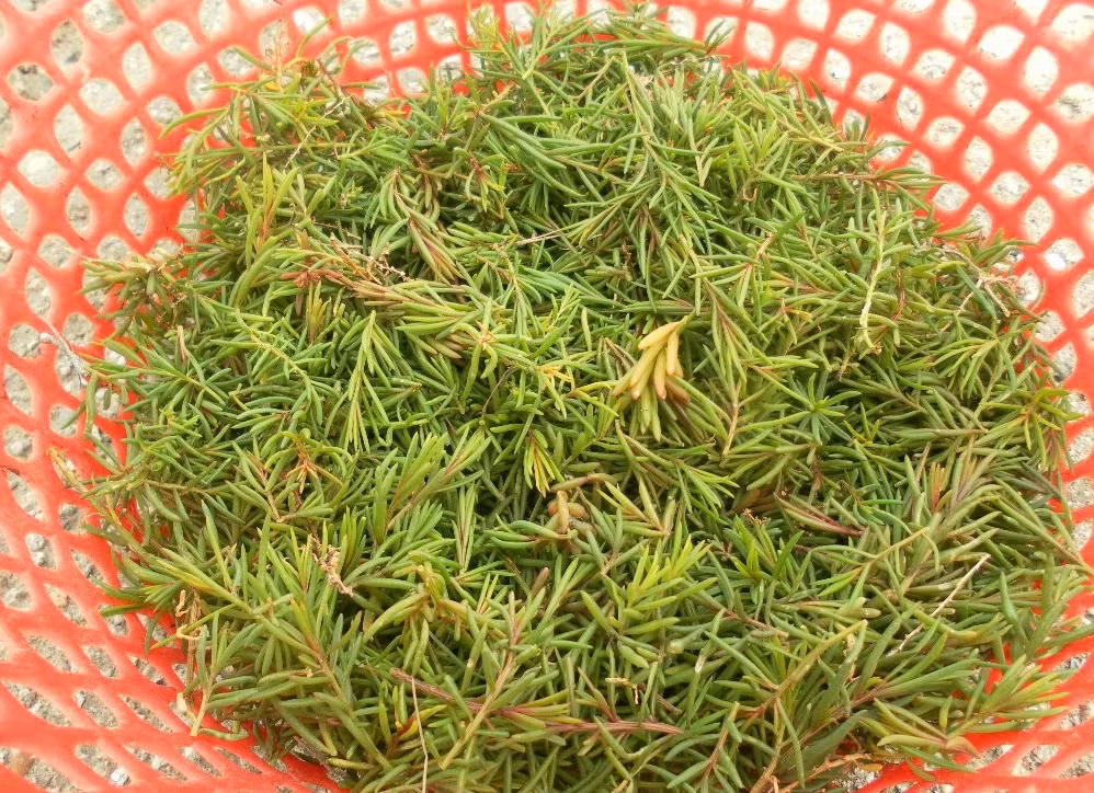 Thế nhưng, giờ đây, rau nhót không mọc ít hơn trước, việc hái mất nhiều thời gian nên nguồn cung ít dần. Khách muốn ăn phải đặt trước mới có. Ảnh: Dân trí