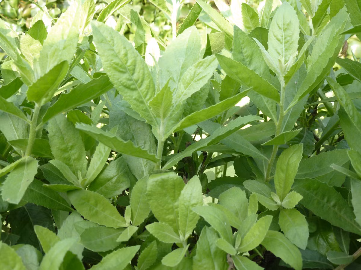 Tương tự, trước kia cây cúc tần trồng nhiều ở nông thôn để làm hàng rào. Thế nhưng, nay nó trở thành loại rau đặc sản được nhiều người ưa chuộng dù giá lên tới 50.000 đồng/kg. Ảnh: Báo dân tộc