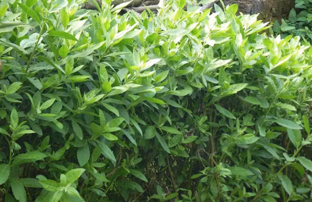 Vài năm gần đây, cây cúc tần được bán trong một số siêu thị, cửa hàng hay sàn thương mại điện tử. Ảnh: Internet