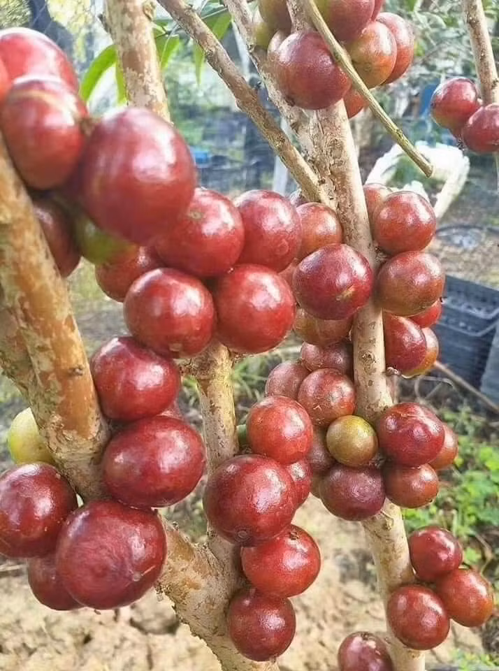 Khác với loại nho thông thường, nho thân gỗ mọc trên thân cây, không thành từng chùm mà “dính” từng quả vào thân. Khi hái phải cắt từng quả một. Ảnh: Facebook