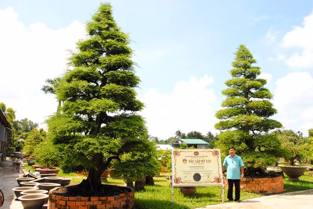 Hai cây me được ông mua từ năm 1993 ở huyện Cai Lậy (Tiền Giang) vào 2 thời điểm khác nhau. Sau đó, ông kỳ công chăm, cắt tỉa, chỉnh sửa và tạo dáng, để cây có được hình dáng cân xứng và độc đáo. Ảnh: Giáo dục và Thời đại
