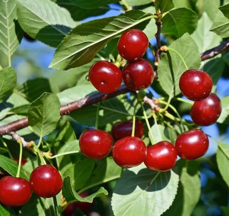 Vào mùa, tại nhiều nước châu Âu, cherry có giá chỉ khoảng 4 - 5 Euro/kg, tương đương 110.000 - 135.000 đồng/kg, mức giá rẻ so với thu nhập ở đây. Ảnh: Getty