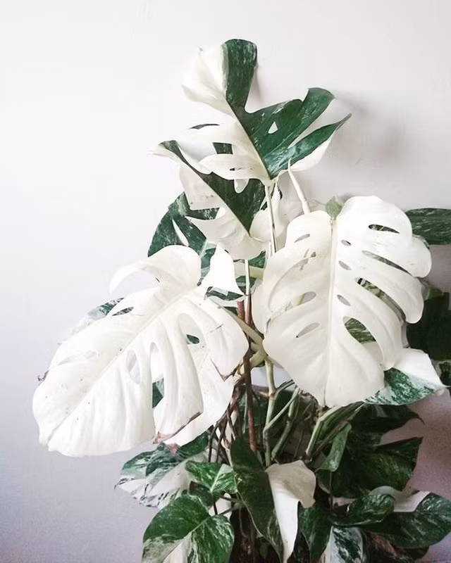 Trong giới chơi kiểng lá, các loại trầu bà Nam Mỹ hiếm gặp, đột biến với những chiếc lá nửa xanh, nửa trắng hoặc vàng độc đáo có giá rất cao được người chơi trên thế giới săn lùng. Ảnh: Vietnamnet