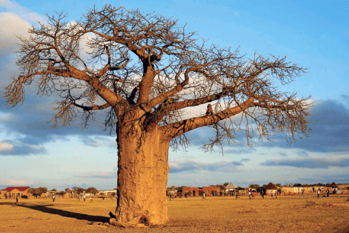 Trong khi đó, cây bao báp lớn nhất được gọi là Holboom ở Namibia gây ấn tượng với chiều cao 30,2m và có chu vi là 35,2m.