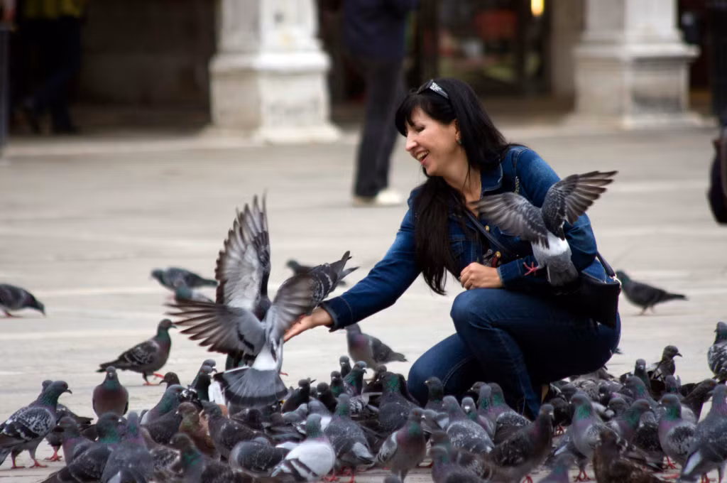Khi tới thành phố Venice, Italy, nhiều du khách ấn tượng trước những đàn chim bồ câu tuyệt đẹp và hiền lành. Nhiều du khách không chỉ chụp ảnh với chúng mà còn cho những con chim bồ câu thức ăn. Tuy nhiên, năm 2008, các nhà lập pháp của Venice đã chính thức cho rằng việc cho chim bồ câu ăn là bất hợp pháp.