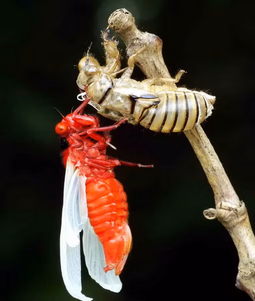 Không chỉ có phần thân đỏ rực như quả ớt, đôi cánh của loài ve này còn chuyển từ màu trắng muốt thành đen tuyền chỉ trong ít phút...
