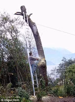 Có vẻ cái cưa không đủ nguy hiểm để đốn cây...