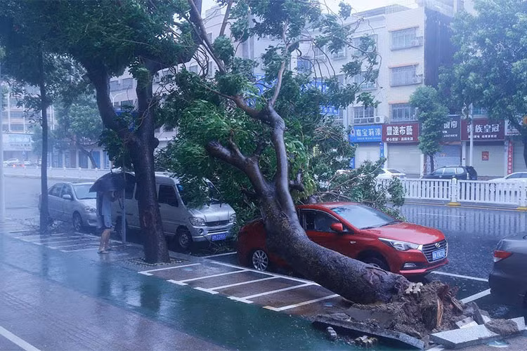 La liệt các ôtô bị cây xanh đè lên sau khi bão Mangkhut hoành hành.
