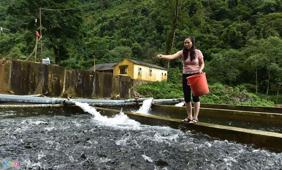 Trang trại do vợ chồng chị Đoàn Thị Lan Thanh và anh Nguyễn Quang Huy đầu tư từ năm 2008, với hơn 20 bể nuôi. 