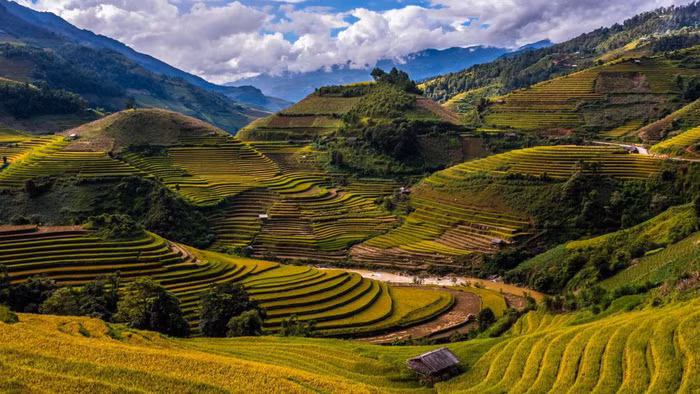 Những thửa ruộng bậc thang mùa lúa chín ở Mù Cang Chải - Ảnh: CNN