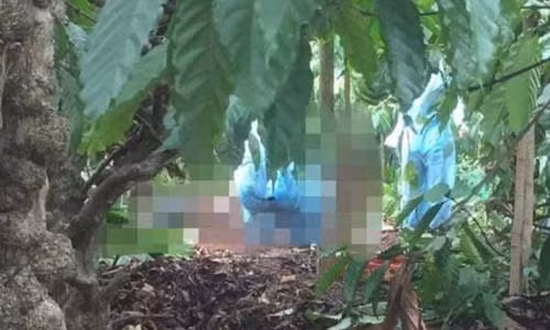 Dak Lak: Phat hien thi the mot phu nu trong ray ca phe