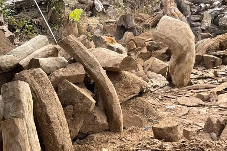 Livestream bán 3 tấn đồ gỗ thủy tùng, 2 đối tượng bị khởi tố - Hình 2 Livestream ban 3 tan do go thuy tung, 2 doi tuong bi khoi to-Hinh-2