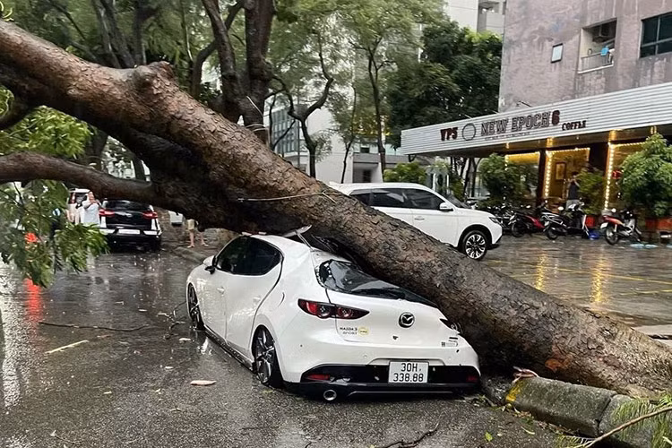 Trong sáng 8/9 vừa qua tại Hà Nội, các khu vực như bán đảo Linh Đàm, Đống Đa, và Cầu Giấy ghi nhận cho thấy nhiều cây xanh bị bật gốc và gãy đổ do ảnh hưởng của bão, gây thiệt hại nghiêm trọng cho các ôtô đỗ dọc hai bên đường.