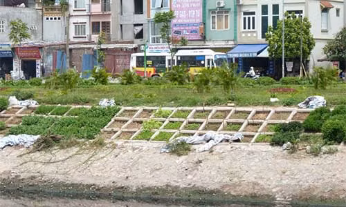 Trồng rau giữa phố: Tưởng sạch mà chưa chắc “sạch”.