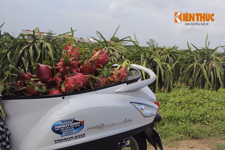 Bạn thử đoán xem có bao nhiêu trái Thanh Long được chất đầy cốp xe của chiếc scooter Yamaha Grande này?