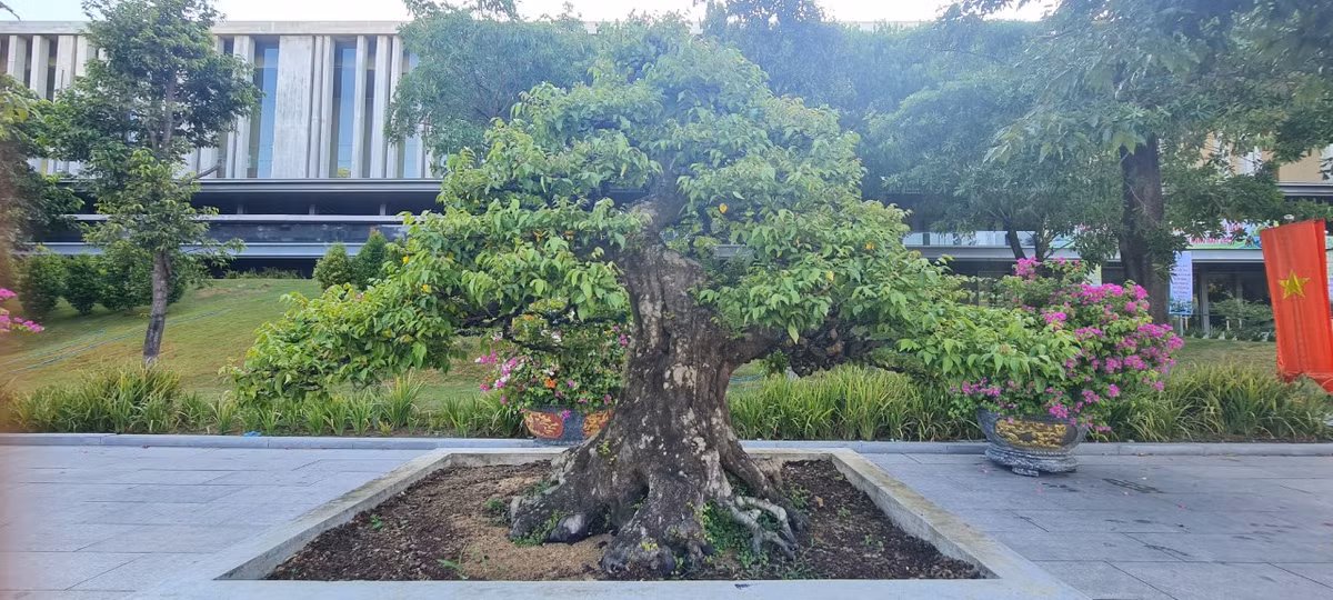 Một gốc khế khác đang được trưng bày tại triển lãm năm nay.