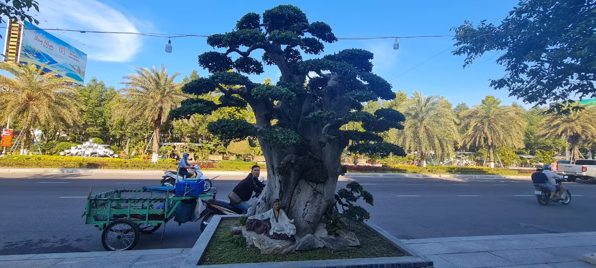 Hầu hết các gốc duối đều có tuổi đời hàng trăm năm, được chủ nhân chăm chút kỹ lưỡng.
