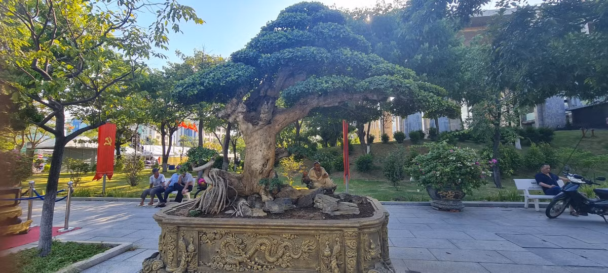 Đa dạng các dáng thế của các tuyệt phẩm duối bonsai.