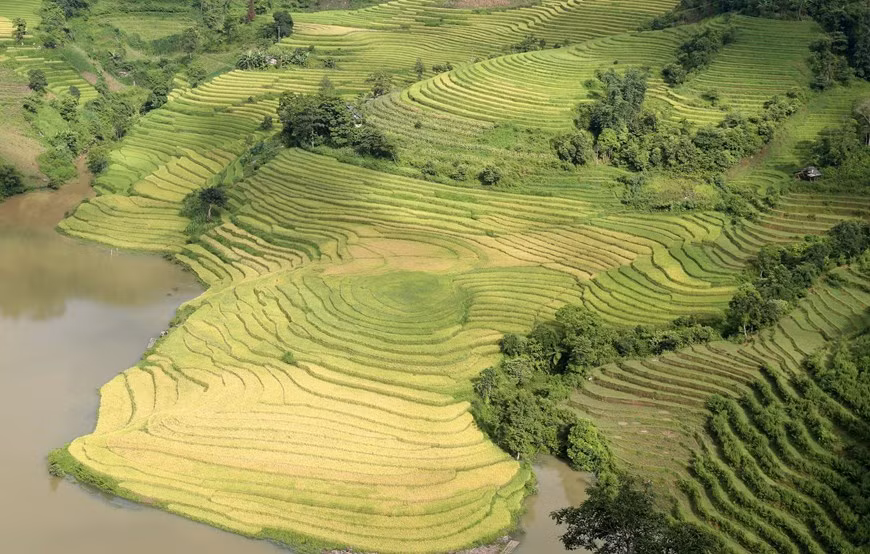 Vào mùa lúa chín, xã Mường Hum hiện lên đầy quyến rũ với thung lũng ruộng bậc thang xếp thành tầng như những nấc thang cao vút bắc lên tận trời. (Ảnh: Quốc Khánh/TTXVN)