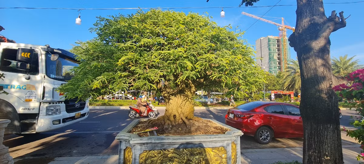 Một nhà vườn cho biết, để cây me bonsai có giá trị cao thì cây phải có trái. Muốn làm me bonsai có trái phải trồng mất ít nhất vài năm. Vì vậy, những gốc me cổ luôn được trả giá ở mức "không tưởng".