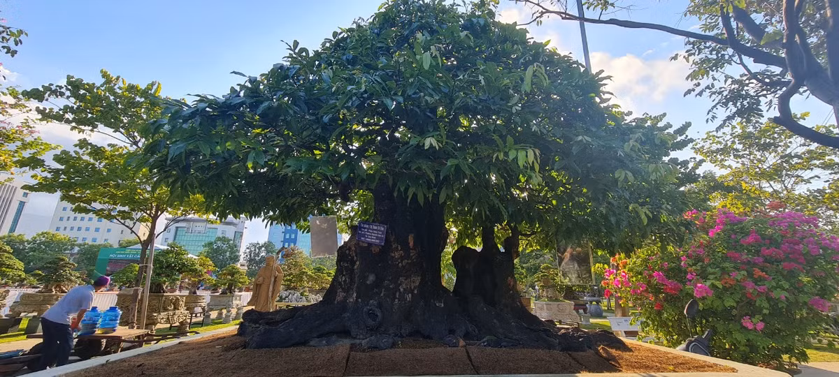Ngoài me, thị cũng là loại cây được nhiều người ưa chuộng. Cây thị là loại thân gỗ, có tuổi thọ cao. Thị có thể sống đến vài trăm năm hoặc cũng có thể là cả ngàn năm tuổi. 