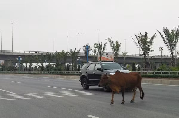 Bo tran ra duong dep nhat Thu do, o to phanh dui dui