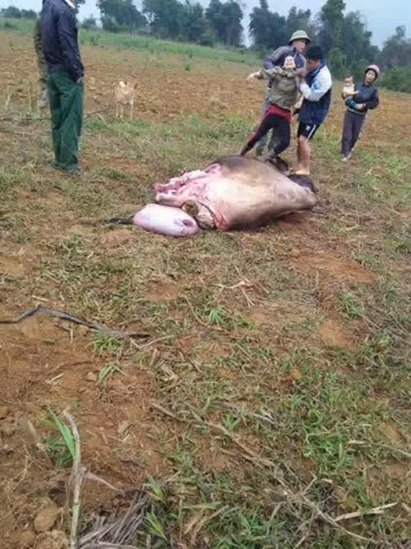 Hoa Binh: Gia chu bat khoc dau xot nhin trau me bi xe thit