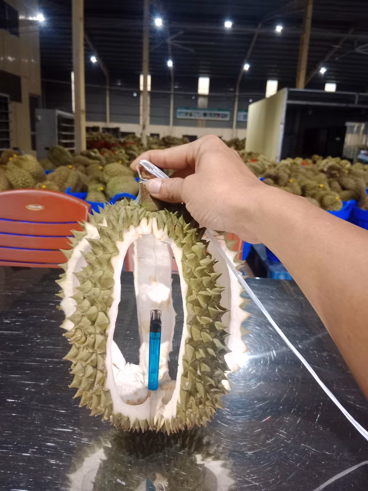 Đèn lồng cây nhà lá vườn.
