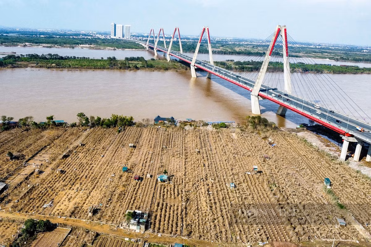 Khu vực vườn đào Nhật Tân, Phú Thượng bị xóa sổ sau mưa lũ.