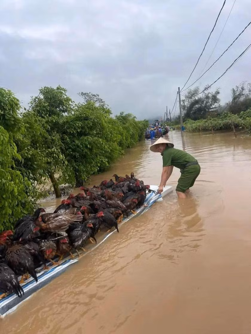 Trên mạng xã hội, loạt ảnh "giải cứu động vật" mùa lũ khiến nhiều người không khỏi xúc động. Trong 1 loạt ảnh, người chiến sĩ cảnh sát đang cố gắng đưa một đàn gà đến nơi an toàn.