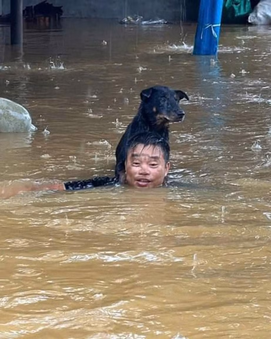 Dù gần như toàn bộ người đã ngập trong nước, chú chó này vẫn được chủ cõng trên cổ.