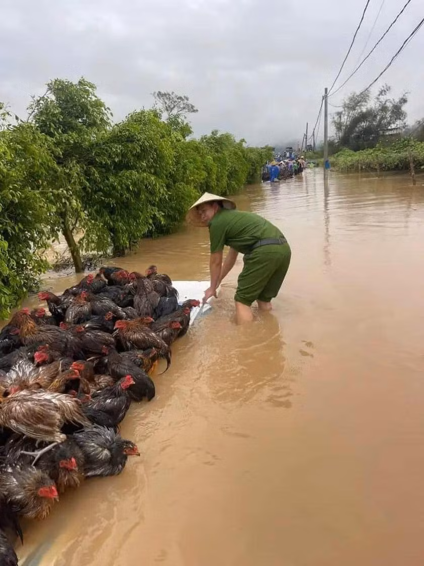 Đàn gã được để đứng trên một tấm gỗ nổi, chiến sĩ cảnh sát đội nón lá, cố gắng di chuyển đàn gà một cách cẩn thận.