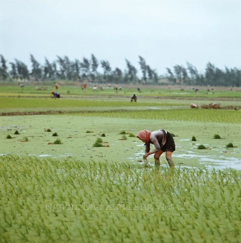 Mùa cấy mạ đến, người nông dân phải ra đồng làm từ khi mặt trời chưa lên đến lúc nắng rọi rát lưng...