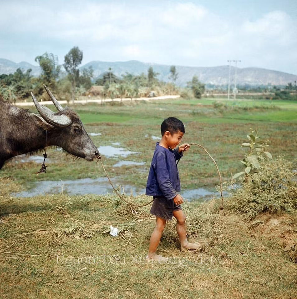 Hình ảnh những cậu bé dắt trâu ra đồng.