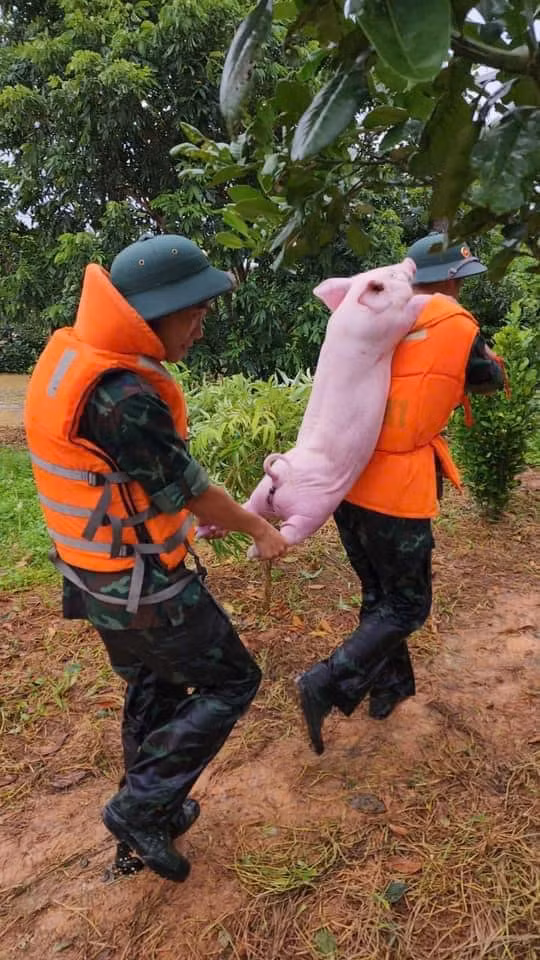 Giữa thời điểm lũ lụt tại một số tỉnh, thành phố miền Bắc đang hoành hành, gây nên những thiệt hại nghiêm trọng về người và của khiến nhiều người lo lắng, thì những hình ảnh đáng yêu như thế này đã giúp khơi dậy phần nào tinh thần lạc quan, giữa lúc công tác cứu trợ thiên tai đang vô cùng cam go. (Ảnh: Tổng hợp Facebook)
