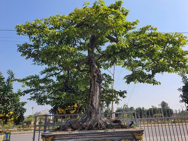 Anh Nguyễn Thế Tùng (SN 1977, trú tại Hưng Yên) sở hữu cây thị bonsai có gốc cổ thụ với tán lá xanh mướt khiến nhiều người trầm trồ. Ảnh: Người đua tin