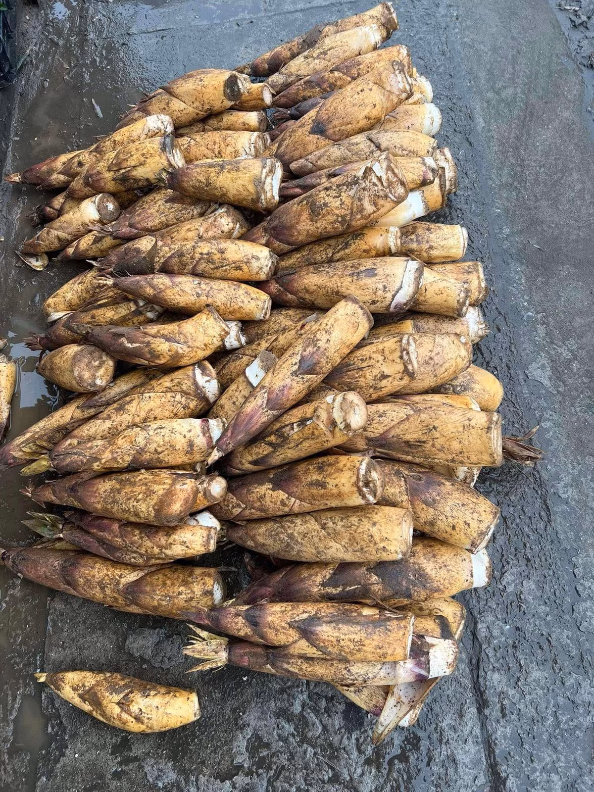 Chị Trang, một đầu mối đổ sỉ nông sản ở Lào Cai thừa nhận, măng vầu hiện rất hút khách, dân bản đi đào không kịp bán. Ảnh: Facebook