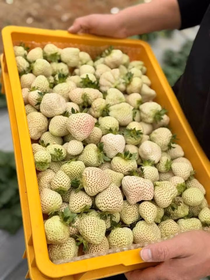 Những năm gần đây, dâu tây Bạch Tuyết được trồng nhiều tại Đà Lạt. Lúc đầu, giá dâu Bạch Tuyết trồng tại Đà Lạt lên đến 1 triệu đồng/kg. Ảnh: Facebook