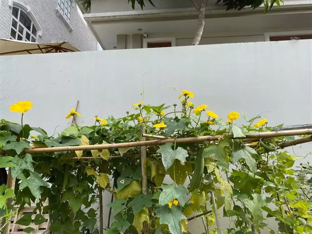 Giàn mướp tốt um, rực rỡ hoa vàng. Ảnh: FBNV