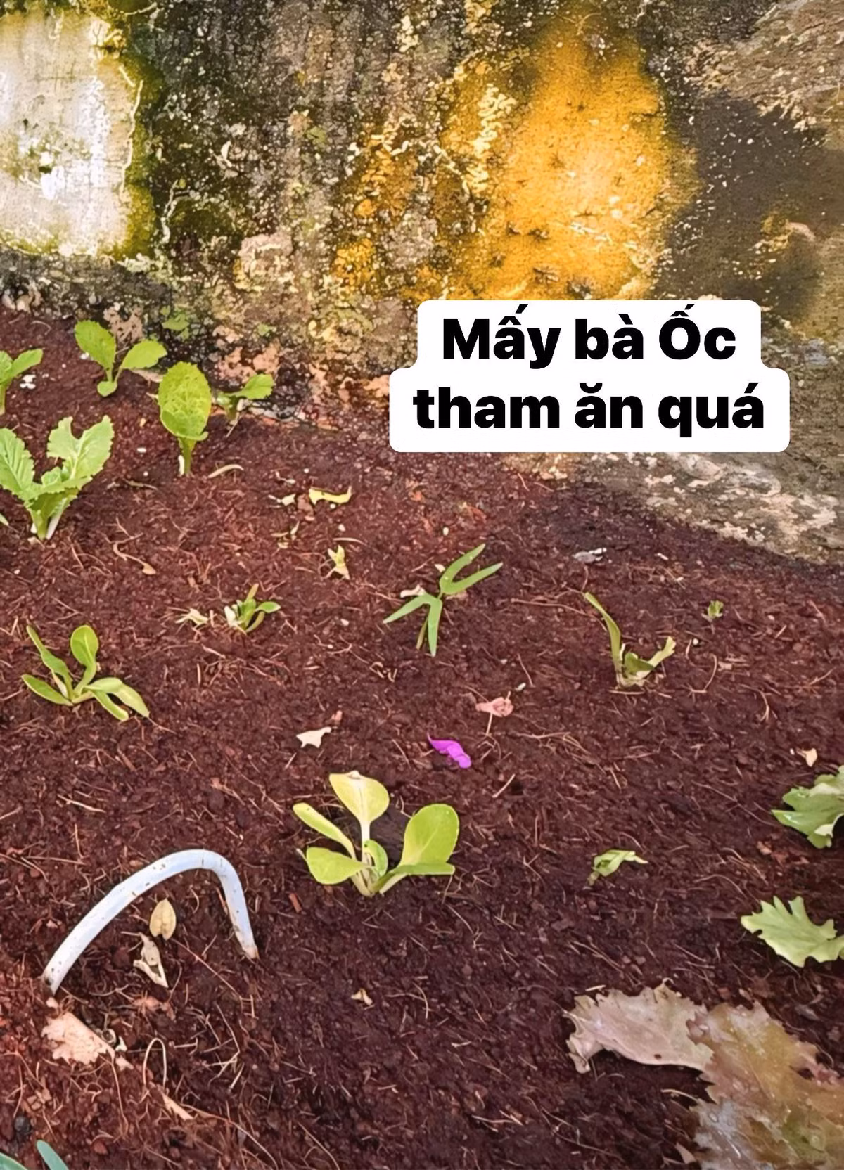 Tuy nhiên, vườn rau của Trịnh Kim Chi gặp phải "kẻ phá hoại", đó là những con ốc. Ảnh: FB Trịnh Kim Chi