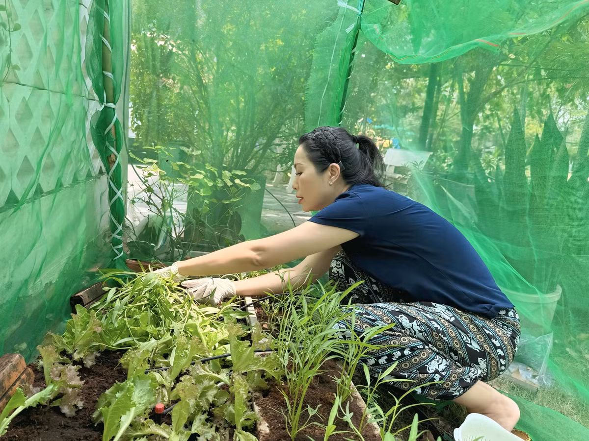 Nhờ vậy, vườn rau tươi xanh ngắn mê mệt. Ảnh: FB Trịnh Kim Chi