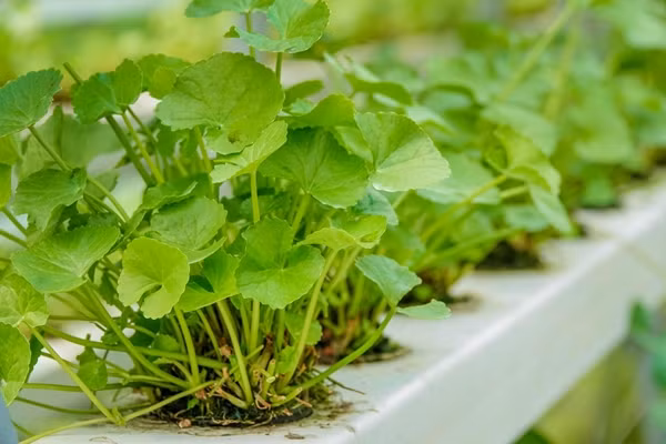 Trong khi đó, rau má hữu cơ hoặc rau má trồng sạch tại các cửa hàng thực phẩm organic, siêu thị giá nhỉnh hơn, khoảng 20.000 - 40.000 VNĐ/kg. Ảnh: Internet