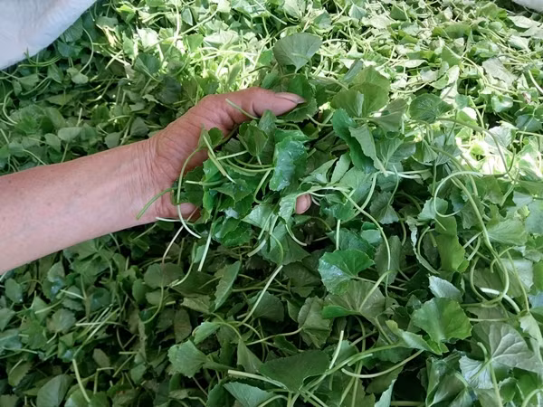 Rau má có vị hơi đắng, mùi thơm nhẹ, dễ ăn và dễ chế biến. Ảnh: Tạp chí Du lịch TP HCM