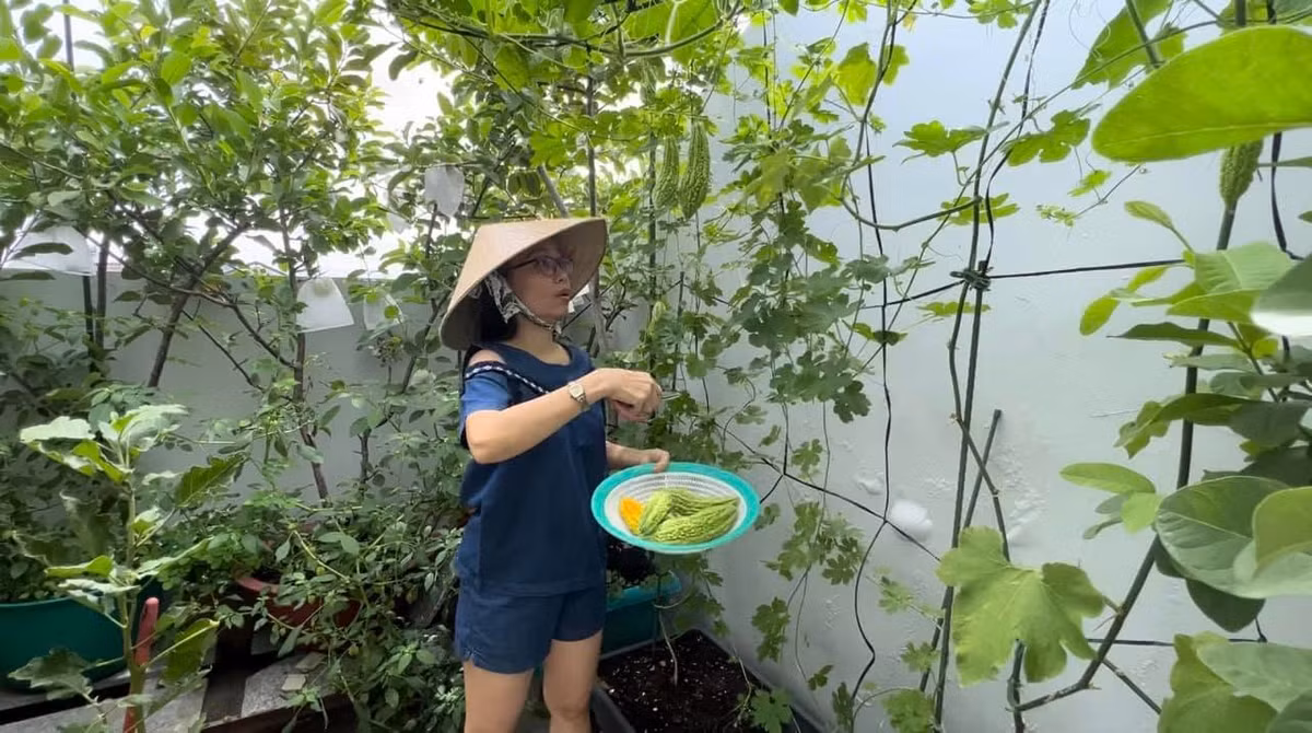 Bên cạnh đó, ca sĩ Cẩm Ly còn thu hoạch mướp đắng, dưa leo và nhiều loại rau củ khác. Ảnh: FBNV