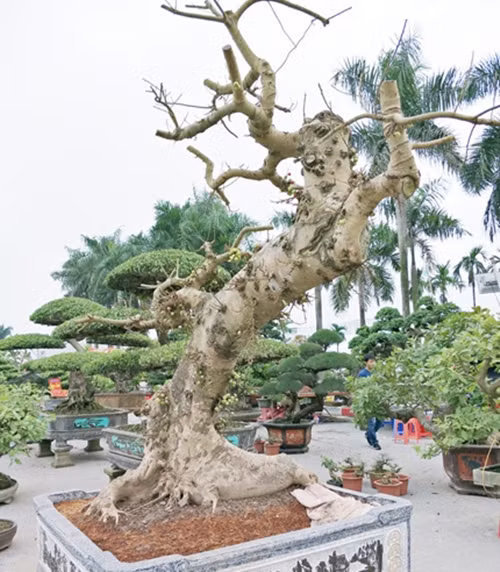 Tác phẩm sung kiểng có dáng thế "cực dị" của một chủ vườn cây kiểng ở Hưng Yên. Ảnh: Dân Việt